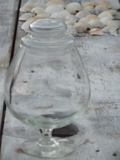 glass apothecary jar full of natural weathered seashells, sea shell lot