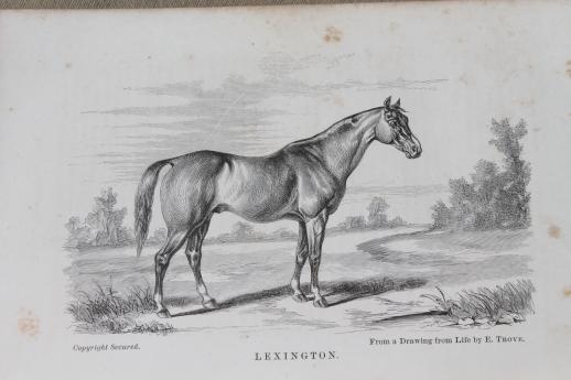 1860s vintage guide to the horse, illustrated textbook for breeder or fancier, antique natural history book
