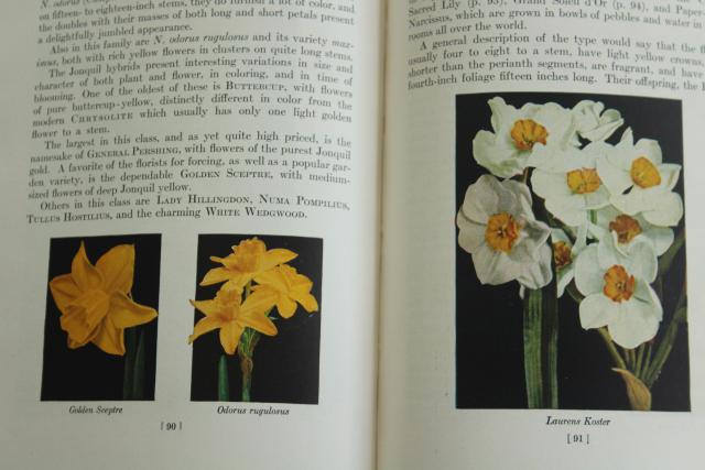 1940s vintage illustrated gardening book, flower bulbs colored garden photo plates