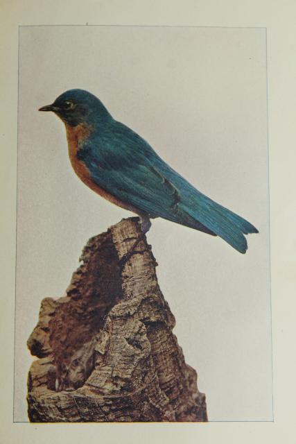 Book of Birds, turn of the century vintage Riverside Press antique tinted color photos