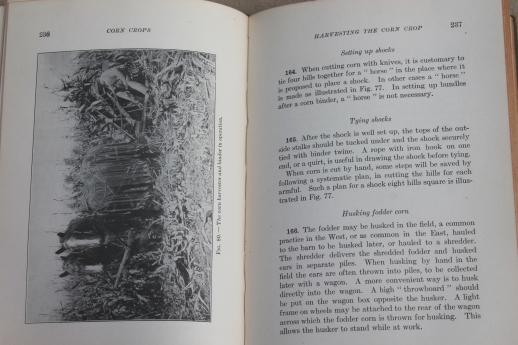 Corn Crops, vintage 1920 farming text book, agricultural field crop maize sorghum grain production