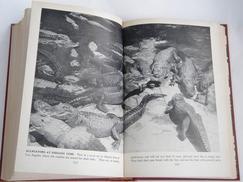 Wild Life the World Over, vintage natural history book, lots of photos