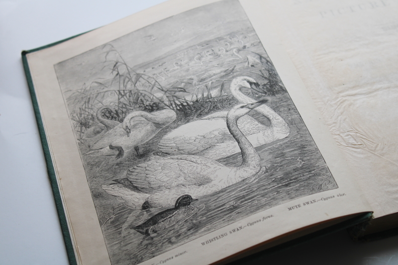 antique 1870s Natural History Picture Book of Birds, Victorian vintage embossed gold cover