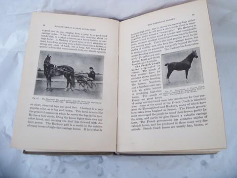 antique 1912 farm book, raising cows, horses, sheep & pigs w/livestock illustrations
