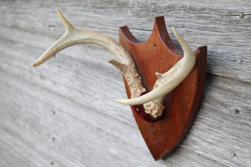 collection of deer antler mounts & antlers on rustic wood boards vintage mountings