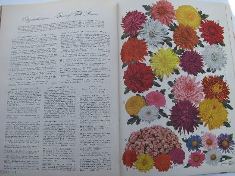 old 1950s Wards ''Garden Book'' catalog, full color litho illustrations