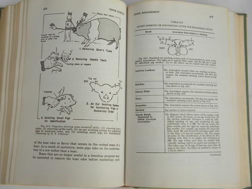 old 1970 agricultural livestock book, raising swine, hogs & pigs, farm library