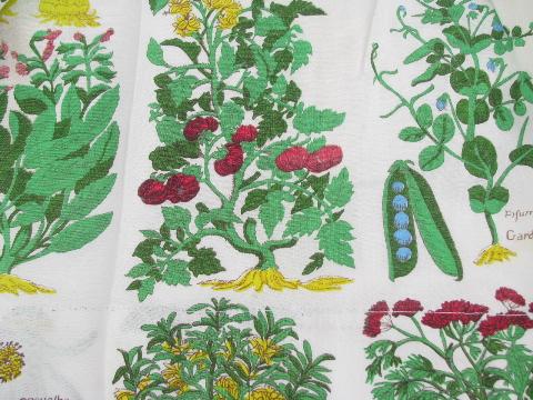 retro kitchen botanical latin herbs & vegetables print cafe curtains