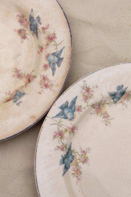 shabby antique bluebird china plates, mismatched vintage china w/ blue birds