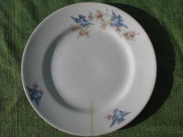 shabby old antique bluebird china plate vintage W S George blue birds