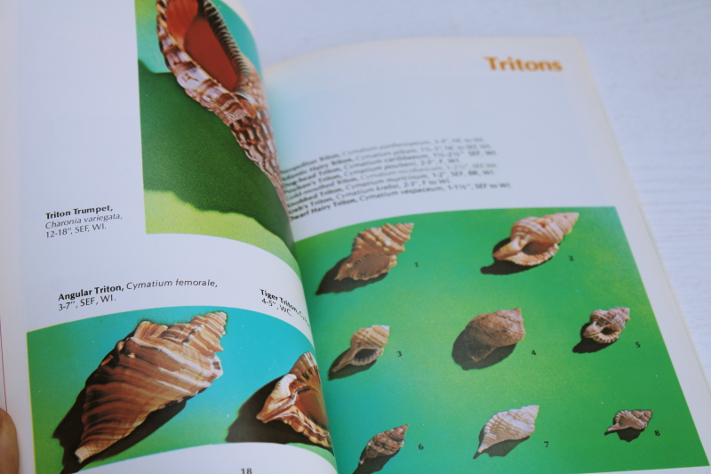 small pocket guide book of seashells, shells of Florida, the Gulf  Caribbean