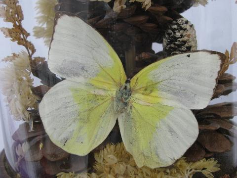 vintage glass dome natural history display, butterfly specimens on flowers