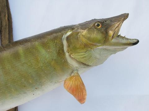 vintage taxidermy fish, 28 inch pike/muskie trophy mount for camp cabin or lodge