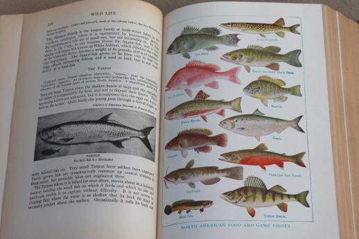 1920s vintage natural history book w/ color illustrated plates, birds, animals, botany