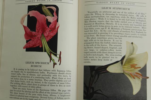 1940s vintage illustrated gardening book, flower bulbs colored garden photo plates