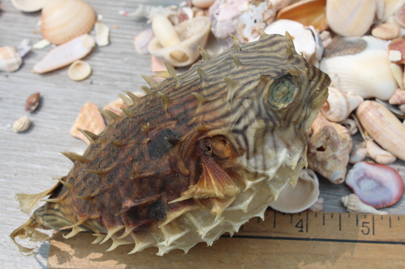 1960s vintage Florida beach collected seashells, souvenir shop starfish puffer fish