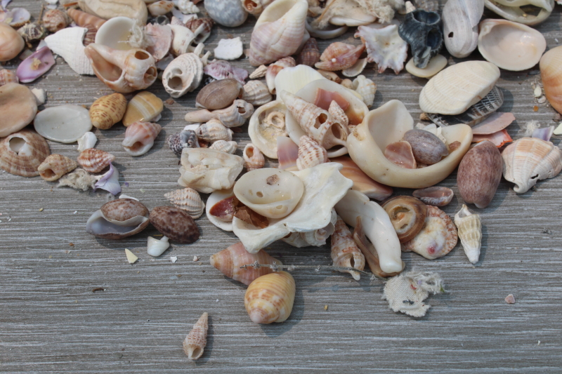 1960s vintage Florida beach collected seashells, souvenir shop starfish puffer fish