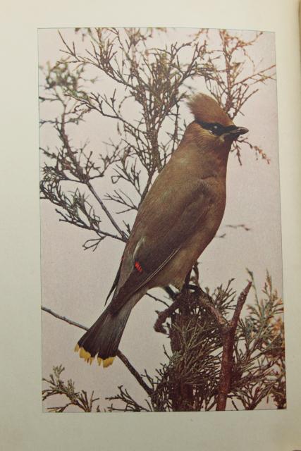 Book of Birds, turn of the century vintage Riverside Press antique tinted color photos