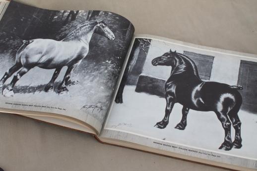 Portraits of Horses George Ford Morris, 1950s vintage horse pictures & bios
