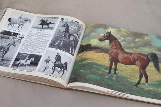 Portraits of Horses George Ford Morris, 1950s vintage horse pictures & bios