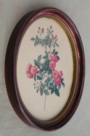 Redoute roses floral botanical prints, pair of vintage pictures in oval frames