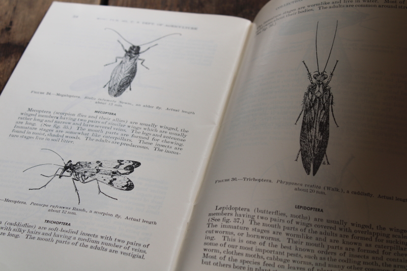 USDA booklet Collecting  Preservation of Insects, preparing natural specimens, garden pest bugs
