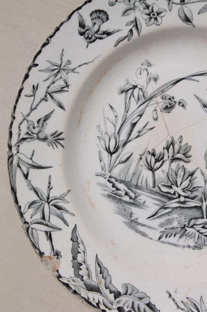 aesthetic antique china plate, Indus birds & pond grasses, black transferware china