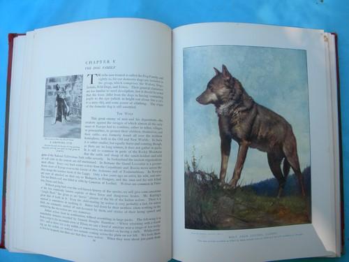 antique 1903 natural history book set w/color litho plates and 2000 illustrations