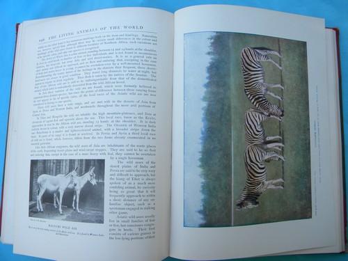 antique 1903 natural history book set w/color litho plates and 2000 illustrations