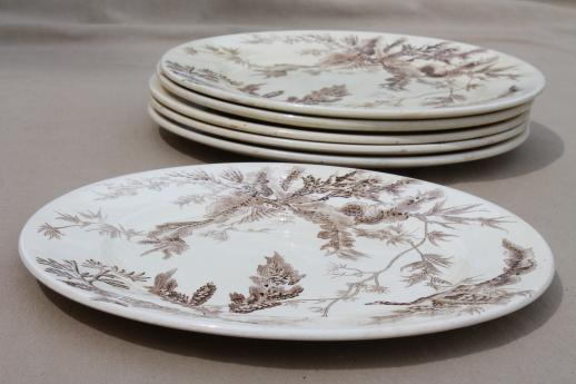 antique Wedgwood seaweed brown transferware china, aesthetic vintage natural history print plates
