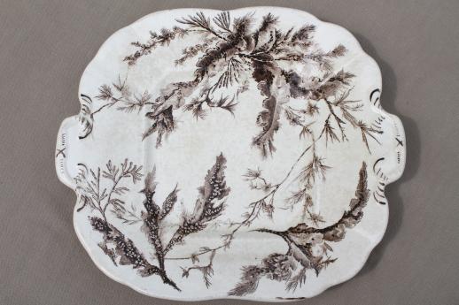 antique Wedgwood seaweed brown transferware china, aesthetic vintage natural history print serving dishes