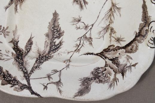 antique Wedgwood seaweed brown transferware china, aesthetic vintage natural history print serving dishes