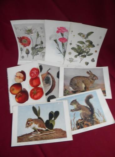 antique natural history full color litho plates fruits, flowers, birds