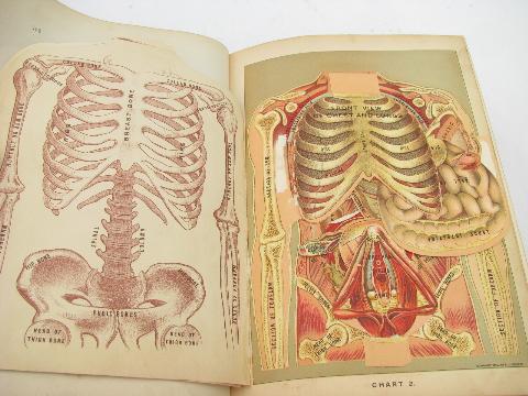 antique vintage medical health books, many litho illustrations, anatomy fold-outs