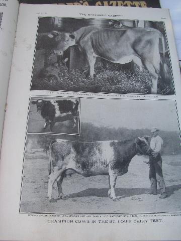 early 1900s The Breeder's Gazette magazines, farm livestock photos