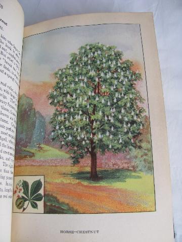 early century vintage natural history book, Trees w/ 48 color litho plates
