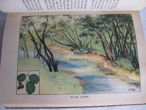 early century vintage natural history book, Trees w/ 48 color litho plates