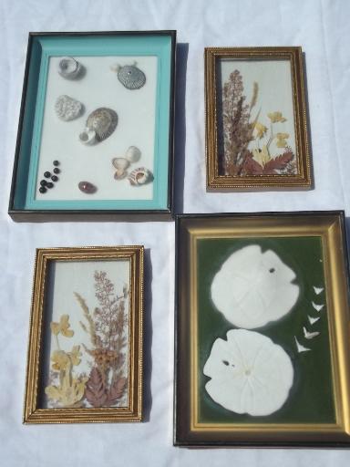 framed natural history specimens, seashell and pressed flower mounts lot