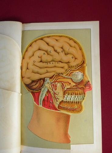 human head and skull antique die-cut litho medical anatomy overlay