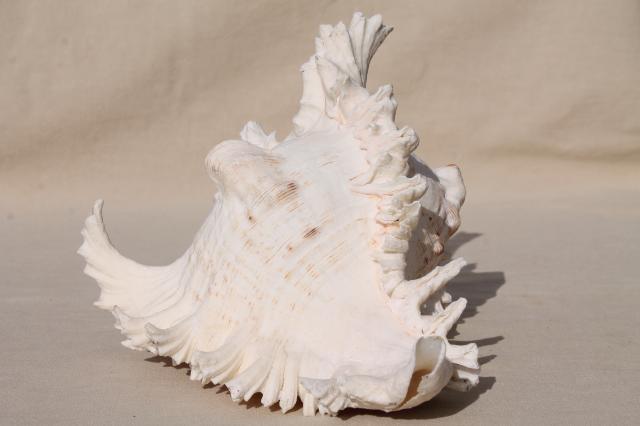 large old spiky conch sea shell, natural history specimen / rustic decor photo prop