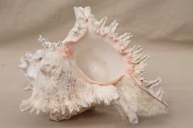 large old spiky conch sea shell, natural history specimen / rustic decor photo prop