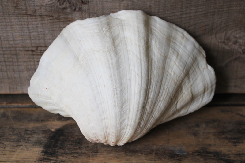 large seashell, natural scallop shell bowl or soap dish, coastal decor mermaid style