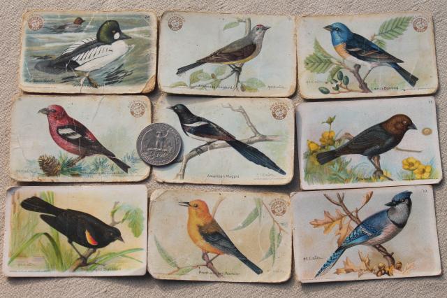 lot advertising trade cards Birds of America bird prints, vintage scrapbook ephemera