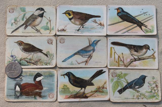 lot advertising trade cards Birds of America bird prints, vintage scrapbook ephemera