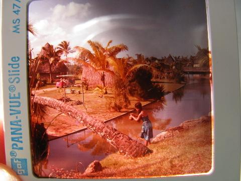lot of 20+ vintage photo slides of Hawaii, hula dancers, Polynesian village, tropical trees etc.