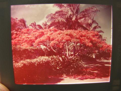 lot of 20+ vintage photo slides of Hawaii, hula dancers, Polynesian village, tropical trees etc.