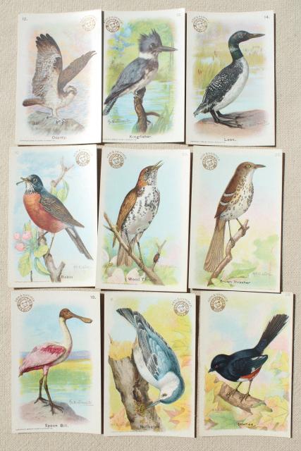 lot vintage advertising trade cards w/birds, color print bird field guide books