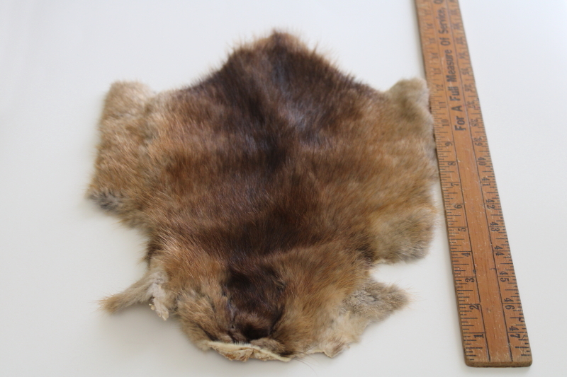 natural nutria muskrat fur pelt, vintage tanned leather taxidermy hide