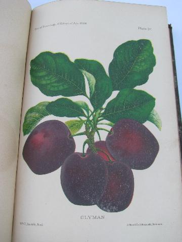 old early 1888 Dept. Agriculture report/yearbook w/engravings and color litho plates