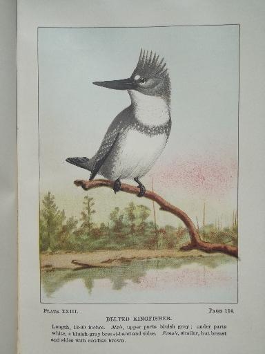 vintage 1912 book Bird Life, antique color plate prints bird illustrations